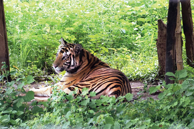 Odisha Wildlife Tours