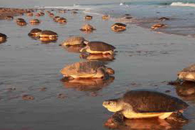 olive ridley tours